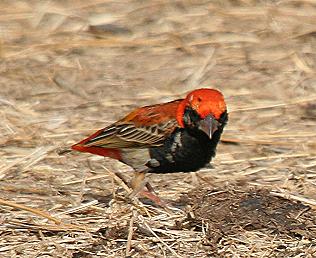 Feuerweber, Brand-Wida, Euplectes nigroventris, Zanzibar Red Bishop